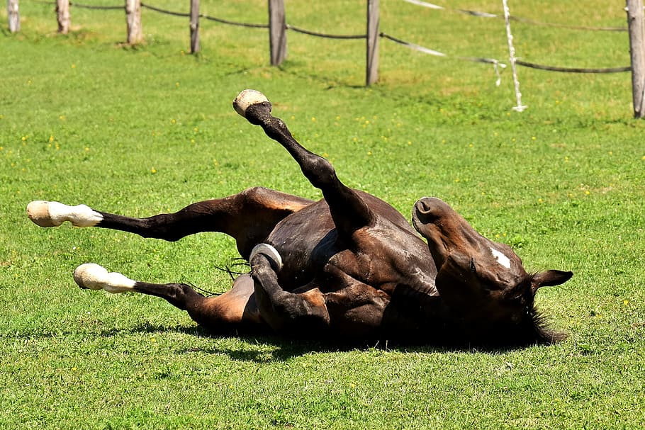 caballo, acostado, campo de hierba, acoplamiento, dejado fuera, jugar, rodando, prado, gracioso, pasto
