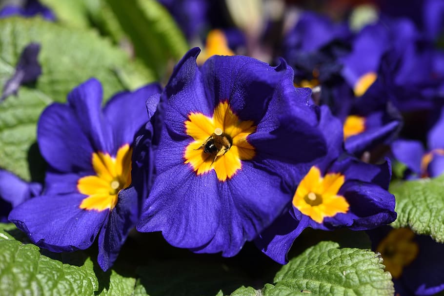 pensamiento, flor, floración, azul amarillo, primer plano de abeja, flor de primavera, primavera, naturaleza, planta floreciendo, pétalo