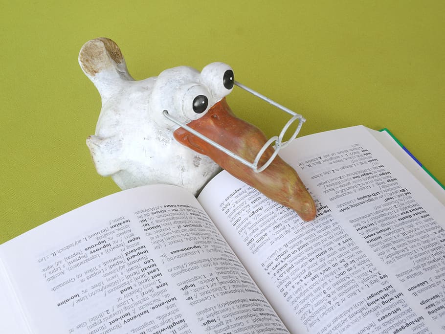white, brown, seagull figurine, school, book, know, study, education, read, learn
