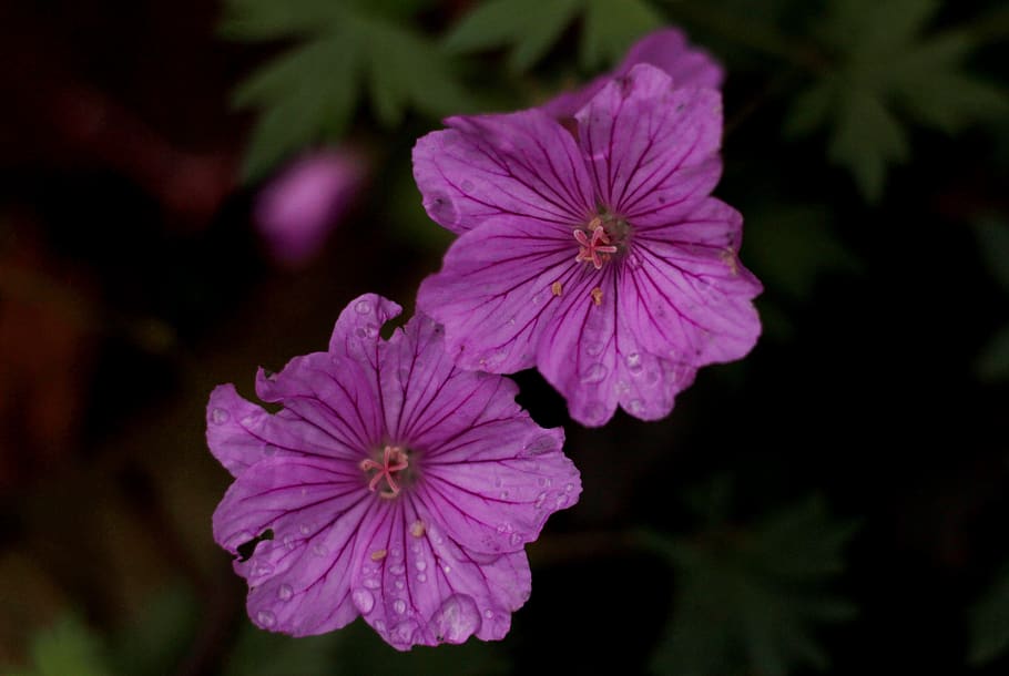 geranium pink penny, garden, autumn, rain, flowers, beauty, pink, striped, flower, flowering plant