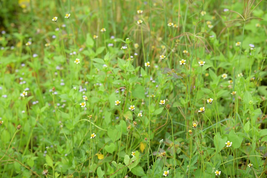 wildflowers, green, wallpaper, nature, summer, colorful, grass, wildflower, plant, green color