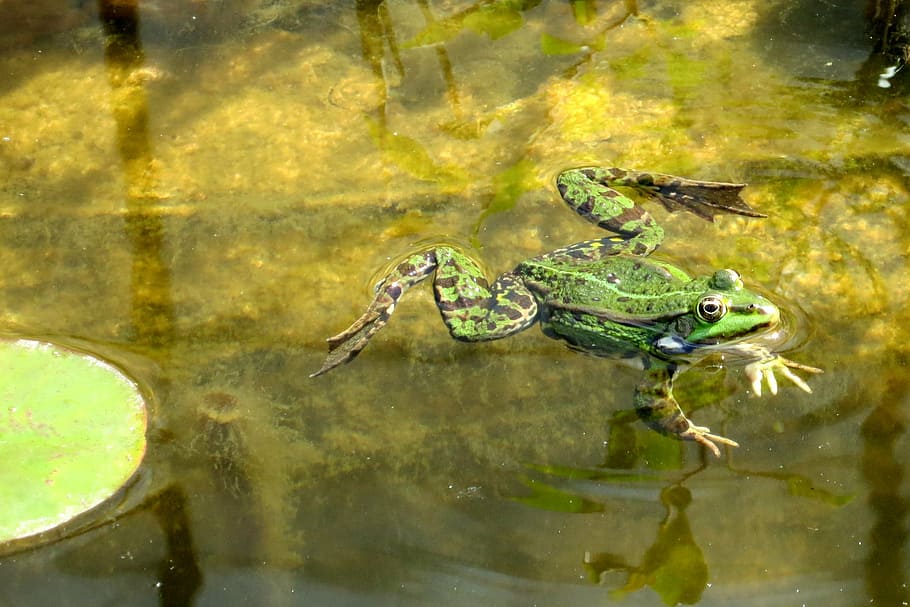 カエル, 水, 池, 夏, 緑のカエル, 水の生き物, 動物, 湖, カエルの池, 両生類