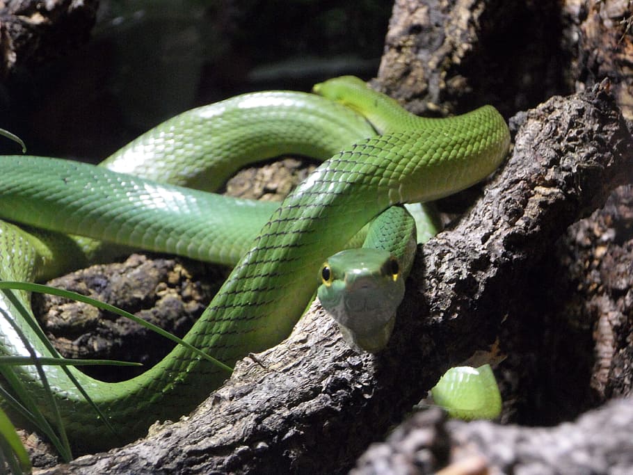 Green, Tree Snake, Terrarium, snake, green, tree snake, reptile, animal, nature, wildlife, poisonous
