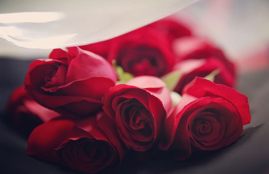 red, roses, flower, petals, gift, bouquet, bundle, bunch, flowering plant, rose