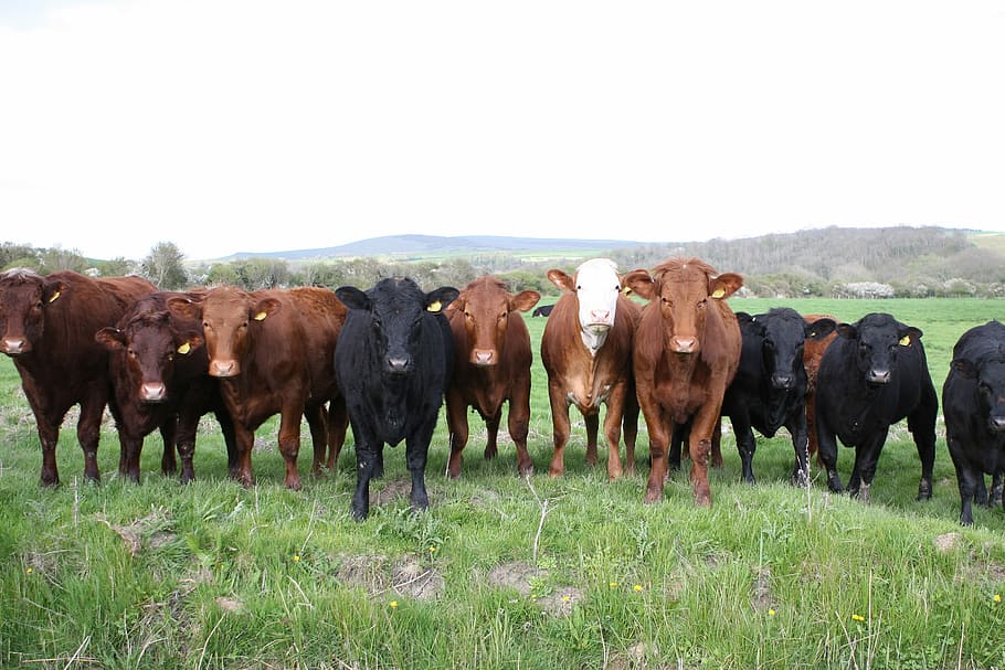 黒, 牛, 動物, 牛肉, ブラウン, ハンバーガー, 田舎, 乳製品, 農場, 農民