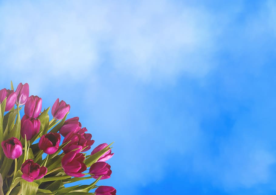 background, tulips, clouds, sky, flowers, bouquet, copy space, empty, floral, greeting card