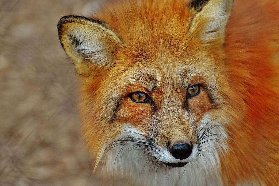 closeup, photography, orange, fox, fuchs, wildpark poing, animal, wildlife photography, nature, animal world