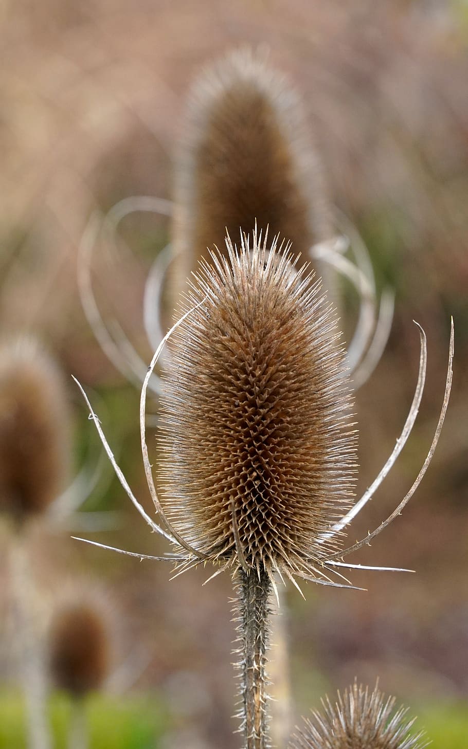 cardos, marchita, flor de cardo, seco, espuela, planta, naturaleza, flor,  centrarse en primer plano, planta floreciendo | Pxfuel