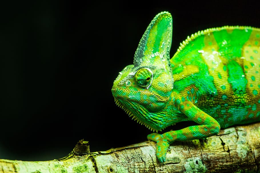 close-up, green, chameleon, branch, lizards, reptiles, animal life, animals, chameleons, nature