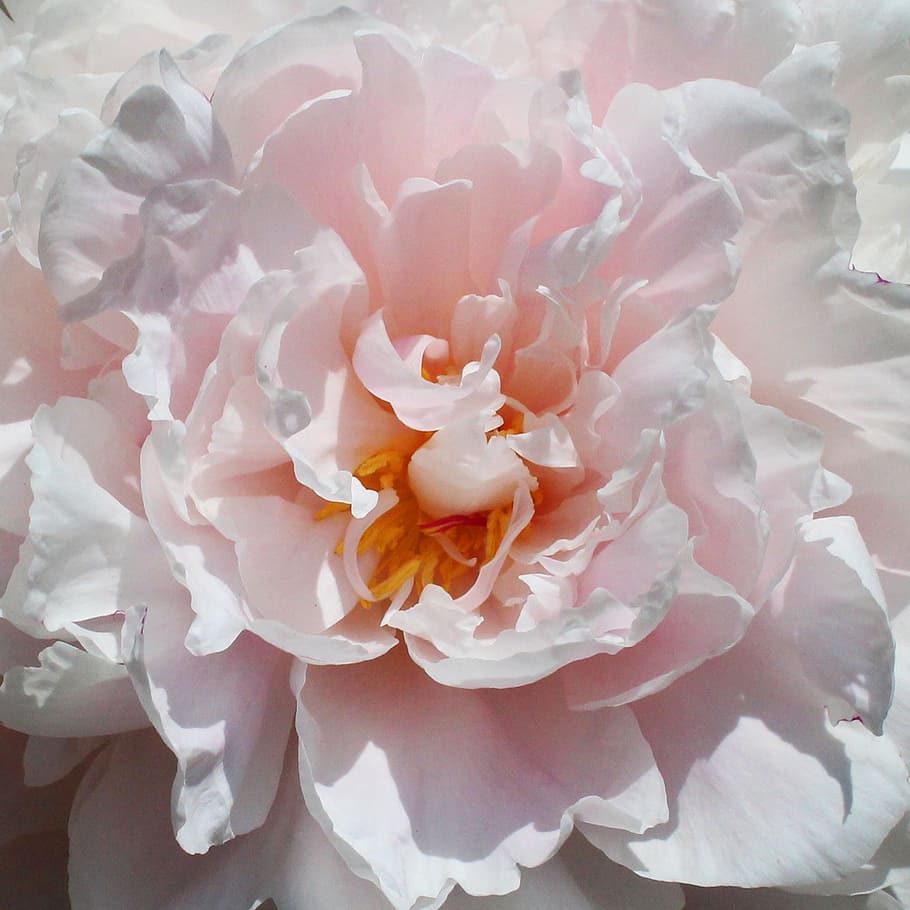 pink carnation, pink, rose, spring, flower, romantic, bloom, flowering plant, petal, beauty in nature