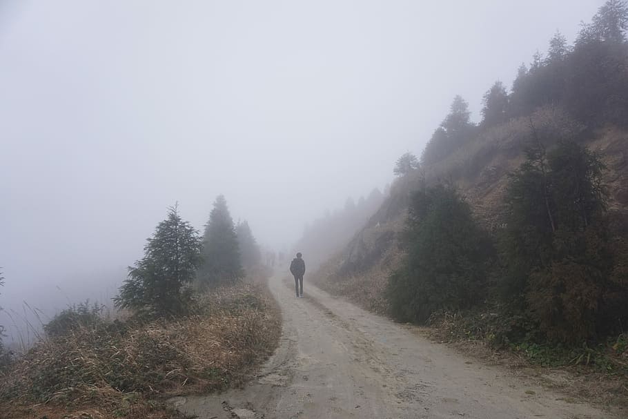 silhouette, man, walking, road, trees, mountain, surrounded, fogs, walking on, on road
