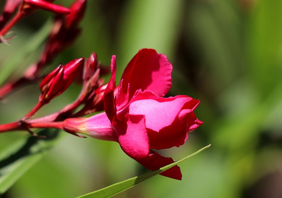 oleander, blossom, bloom, close up, red, ornamental shrub, flower, flowering plant, plant, beauty in nature