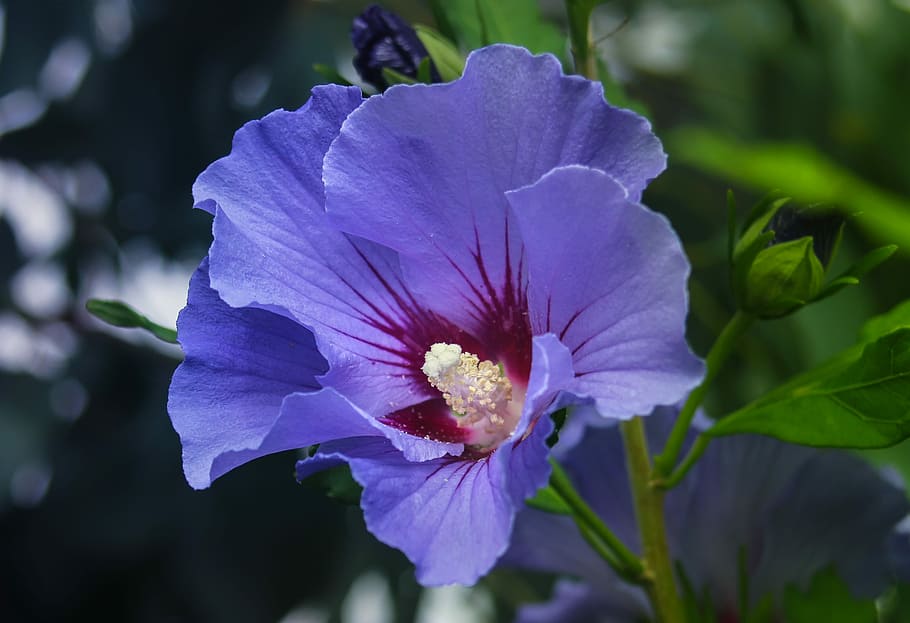 blue flower, flower, nature, plant, hibiscus, blue, leaf, garden, summer, blossom