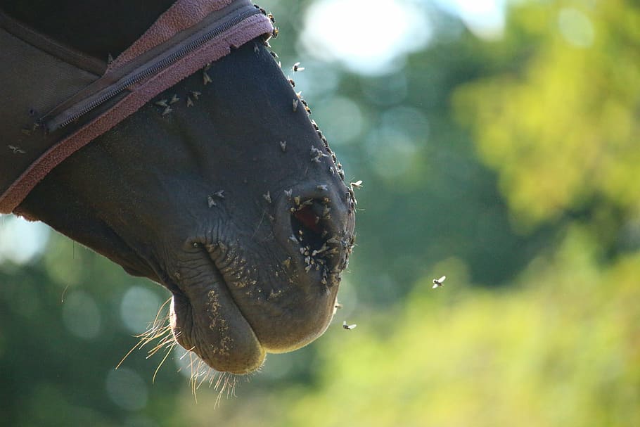 horse, rap, thoroughbred arabian, fly, fly mask, horse head, pasture, horses mouth, nostrils, animal