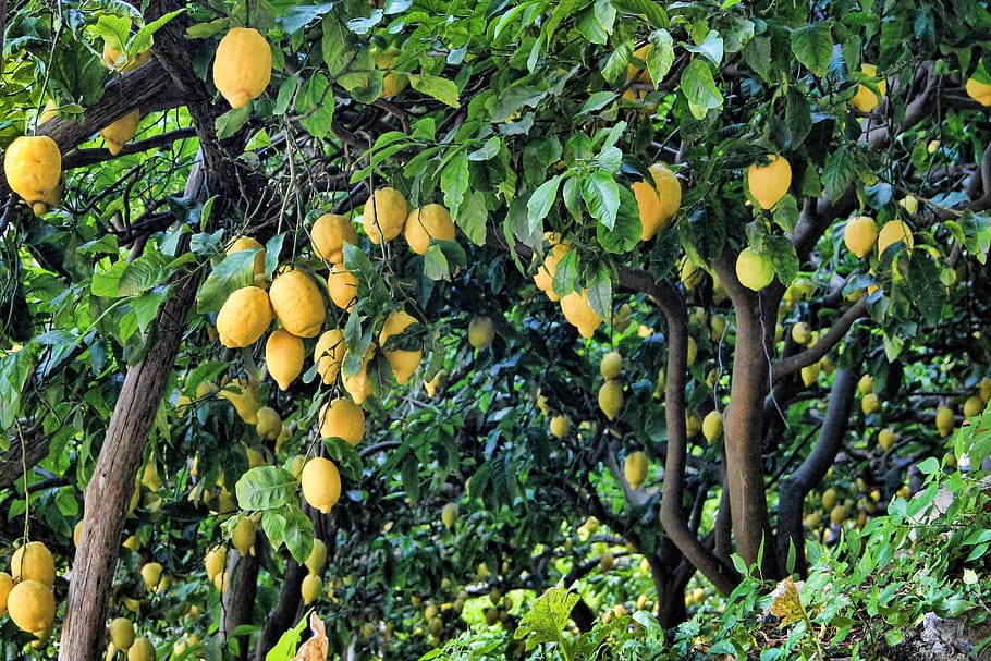 yellow, fruits, trees, lemon, lemon tree, tree, fruit, citrus fruits, green, vitamins