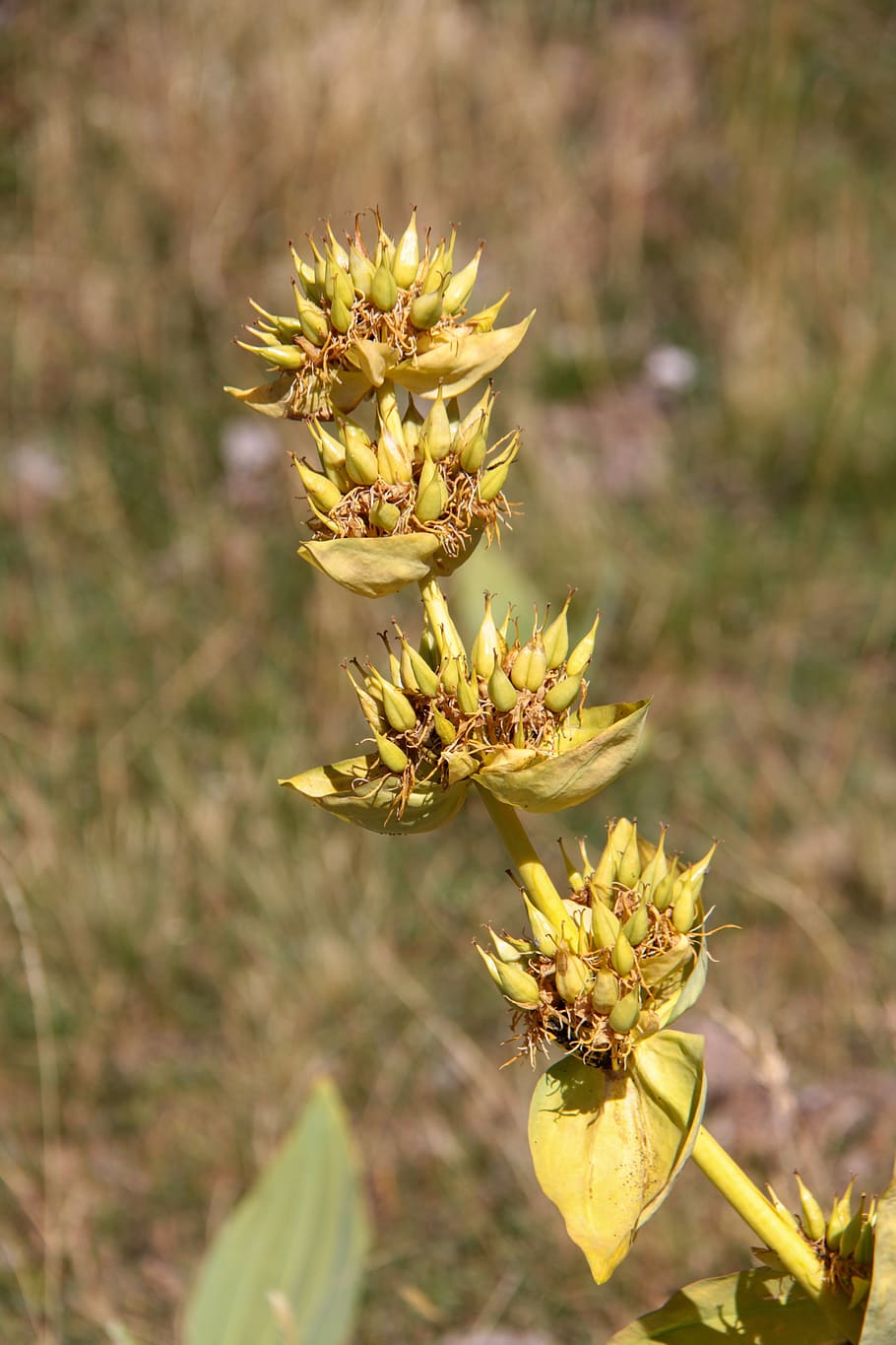 genciana, amarilla, saboya, flor, plantas, alpes, montaña, orgère, planta,  planta floreciendo | Pxfuel