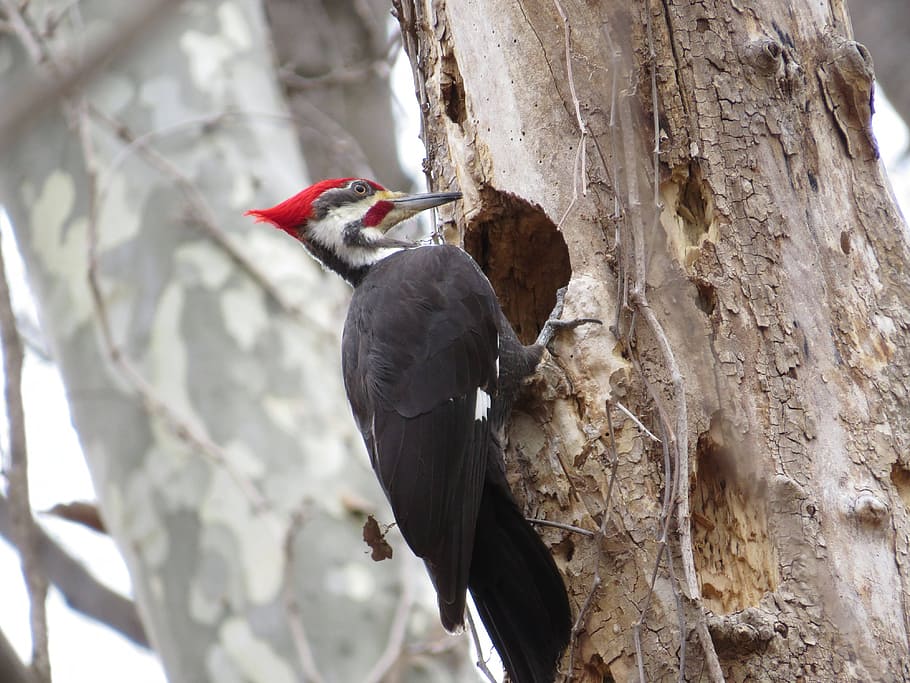 selective, focus photography, wood pecker perch, tree, pileated woodpecker, bird, nature, black, wildlife, forest