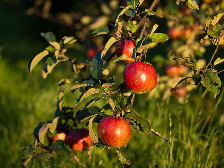 Apples, Fruit, Eating, Healthy, red, eating healthy, healthy food, eco-friendly, gardening, sad
