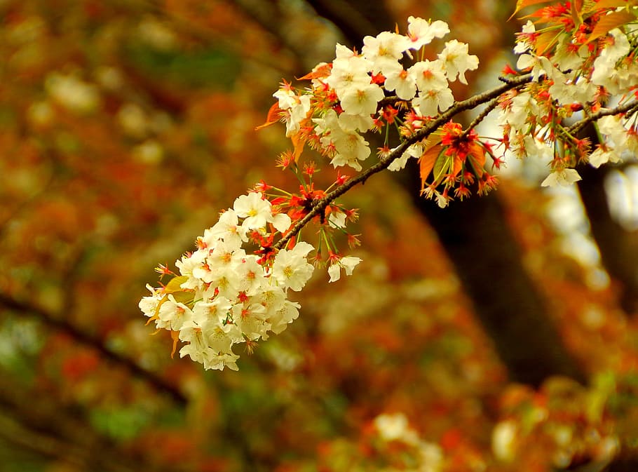 Cherry, Distracting, Sakura, Japan, cherry distracting, cherry blossoms, spring, pink, flowers, spring flowers