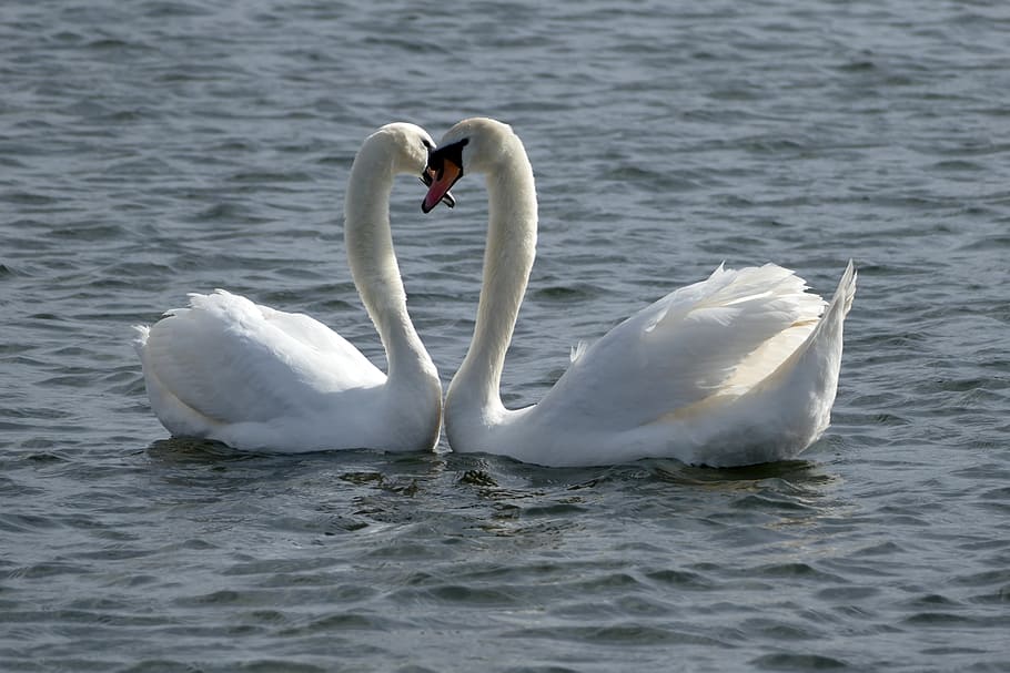 landscape photograph, two, white, swans, body, water, landscape, photograph, white swans, body of water