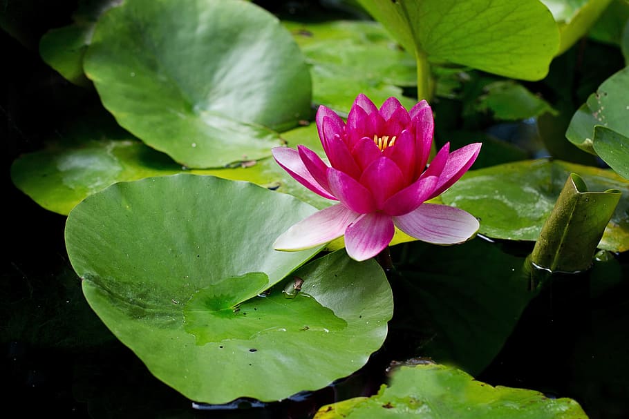 pink, waterlily, bloom, daytime, water lily, lily pad, pond, lily, flower, pad