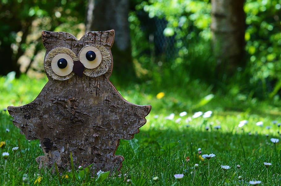 Owl, Cute, Wood, Meadow, funny, nature, animal, green Color, outdoors, forest