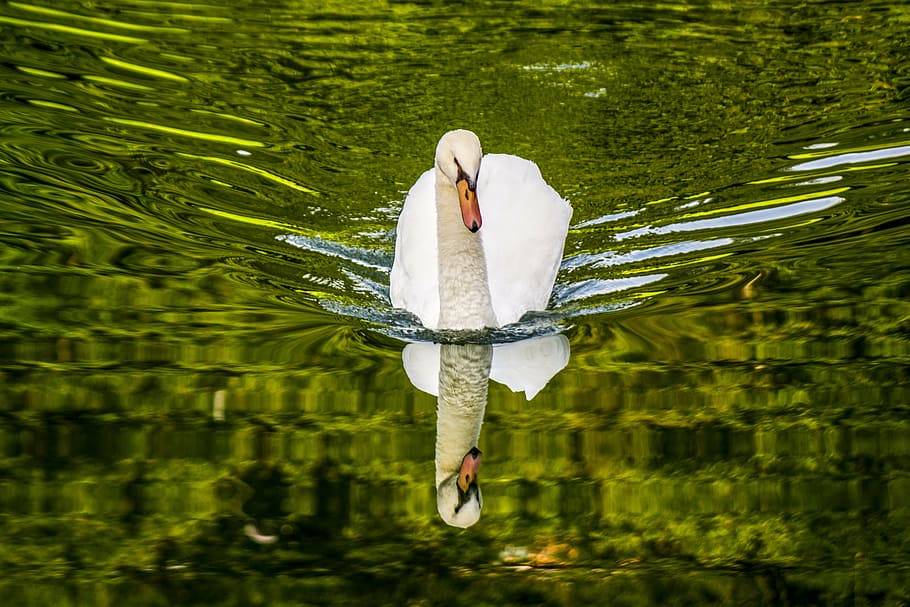 white, swan, body, wate, water, lake, bird, nature, swans, animals