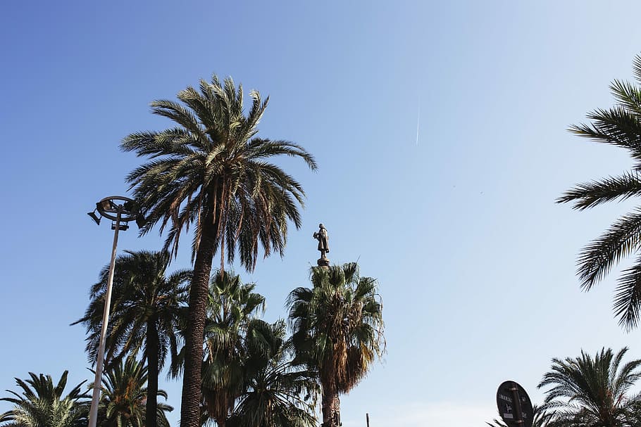 Palm trees, Spain, summer, nature, trees, travel, vacation, mediterranean, barcelona, palms