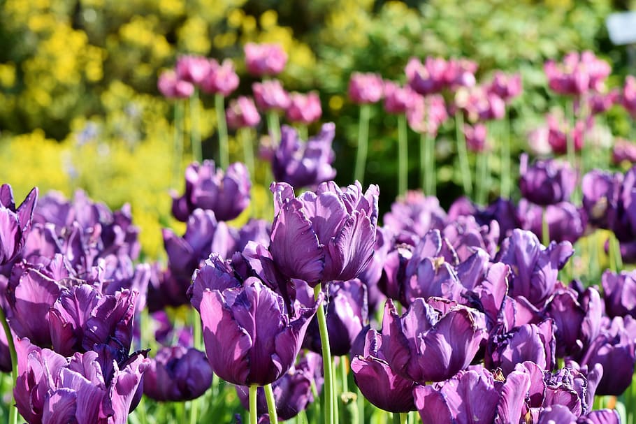 閉じる, 写真, 紫, チューリップの花畑, 昼間, チューリップ, チューリップ畑, tulpenbluete, 紫のチューリップ, 花畑