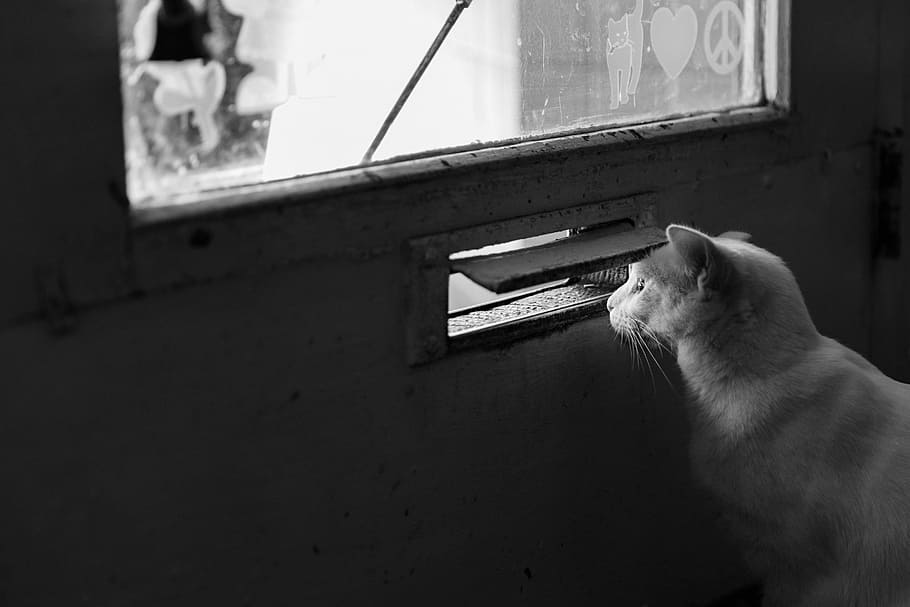 foto en escala de grises, gato de piel, puerta de vidrio con marco de madera, escala de grises, foto, piel, gato, madera, enmarcado, vidrio