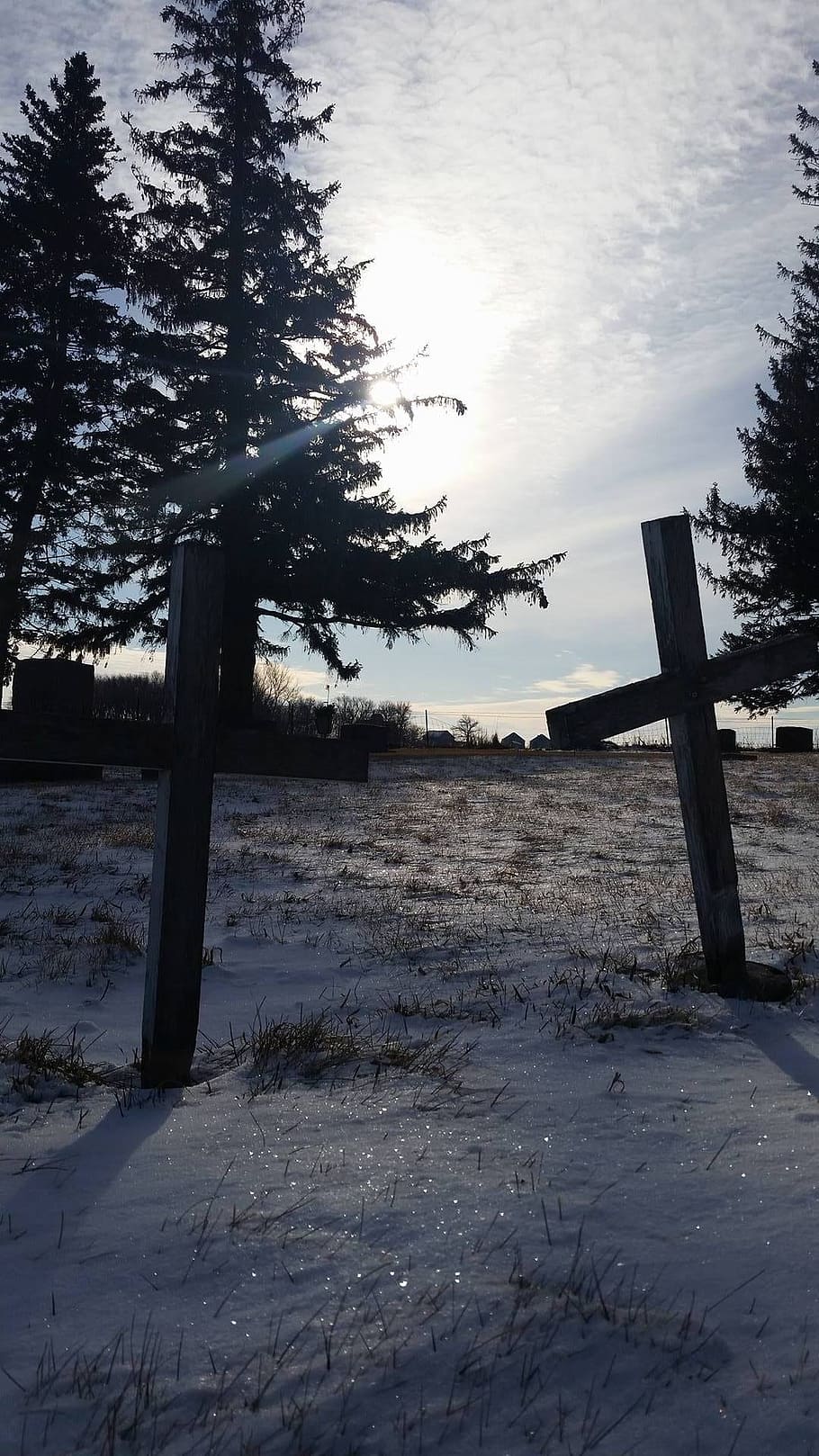 crosses, snow, graves, plant, land, tree, wood - material, tranquil scene, sky, tranquility