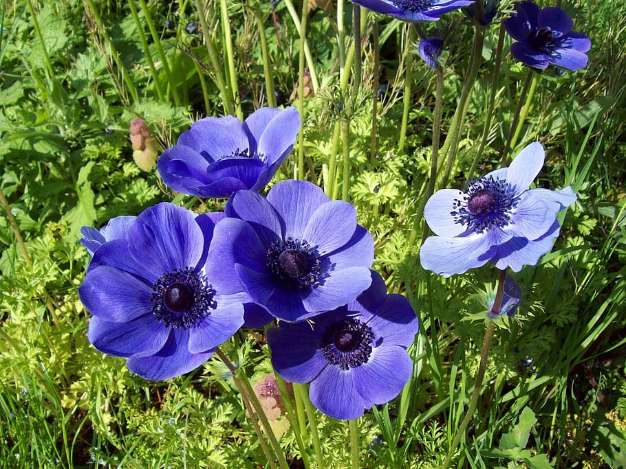 florecido, púrpura, flores de anémona, durante el día, anémona, flor, flora, azul, anémona nemorosa, lila