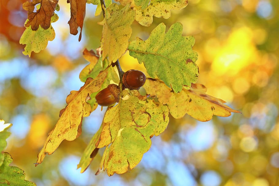 selective, focus photo, acorn, fall foliage, autumn, oak eichenlaub, acorns, tree fruit, leaves, oak leaves