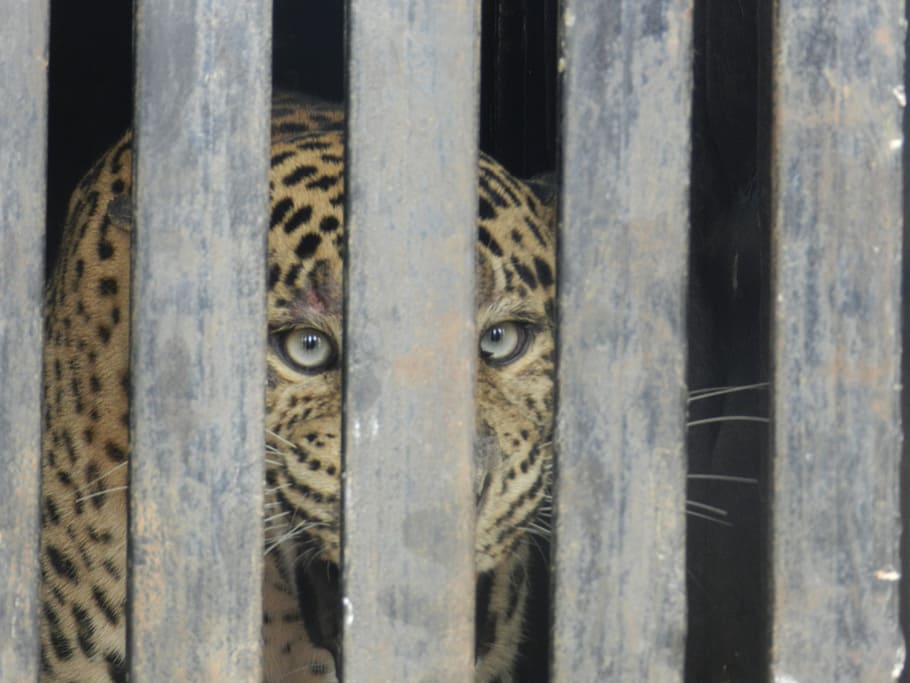 leopard, caged leopard, zoo, cat, wild, cage, feline, fur, endangered, mammal