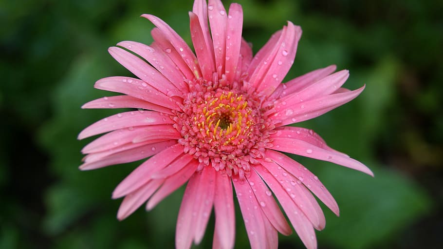 pink flower, close, pink, petaled, flowers, petal, blur, wet, water, drop