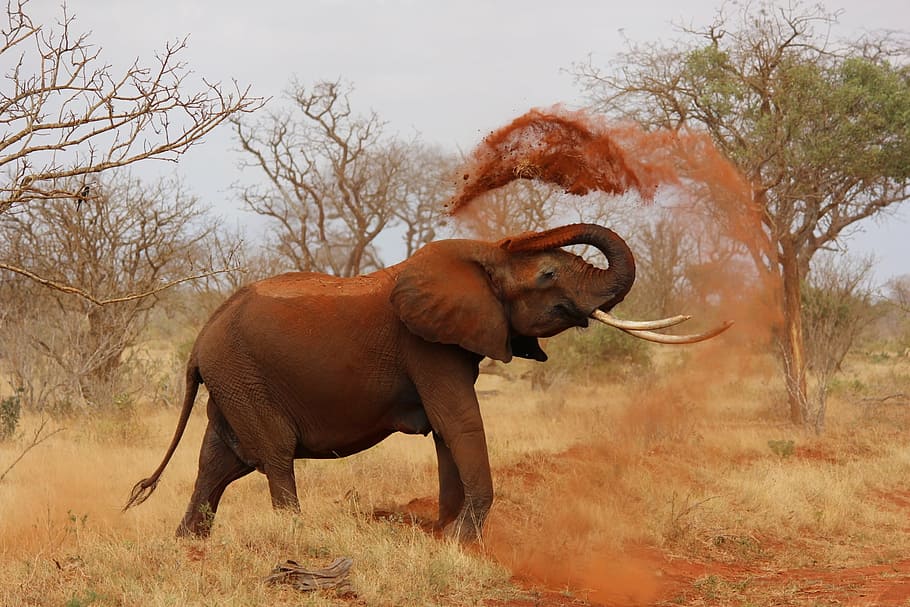elefante lanzando tierra, elefante, áfrica, kenia, tsavo, vida silvestre, safari Animales, naturaleza, animal, animales en estado salvaje