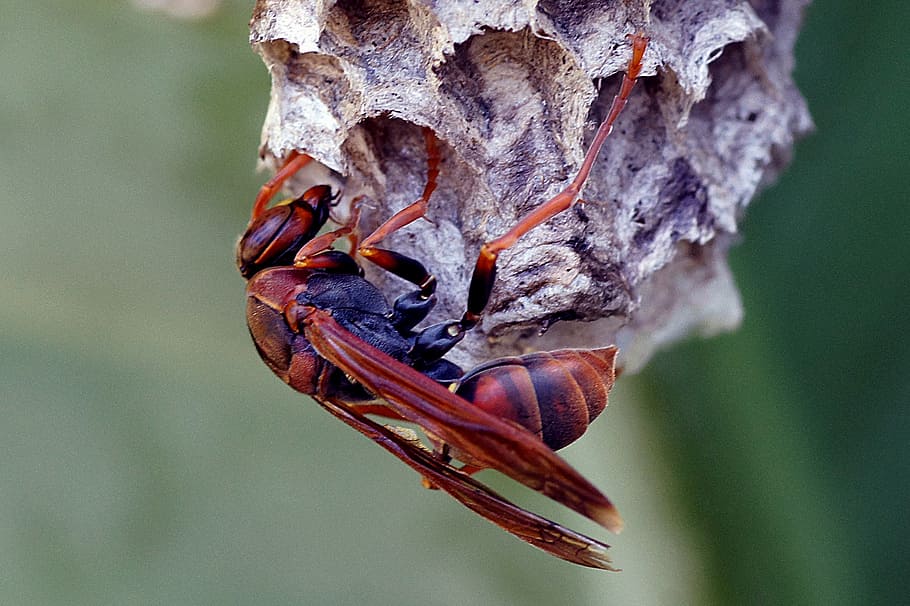 Australian paper, paper wasp, Polistes, European hornet, focus on foreground, close-up, nature, plant, day, leaf