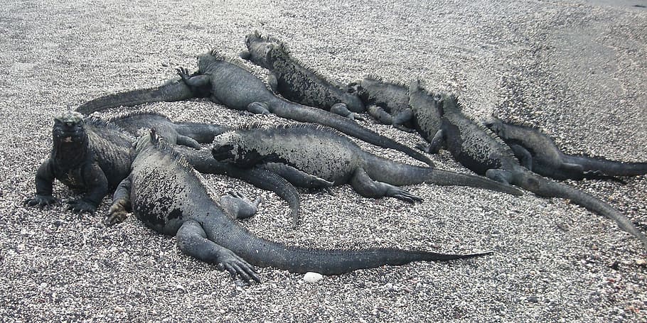 Iguana, marina, Galápagos, isla, reptil, naturaleza, conservación, ecuador, pacífico, fauna animal