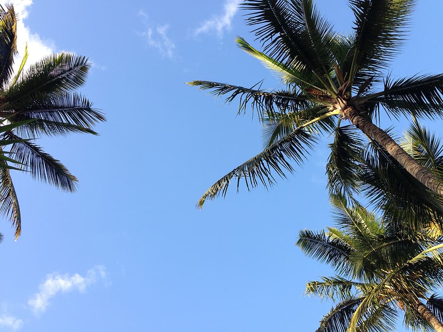 緑, ココナッツの木, 昼間, ハワイ, ヤシ, 木, 空, ヤシの木, 自然, 熱帯気候