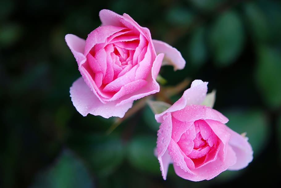 two, pink, petal flowers, roses, flower, nature, macro, rose, flowering plant, pink color