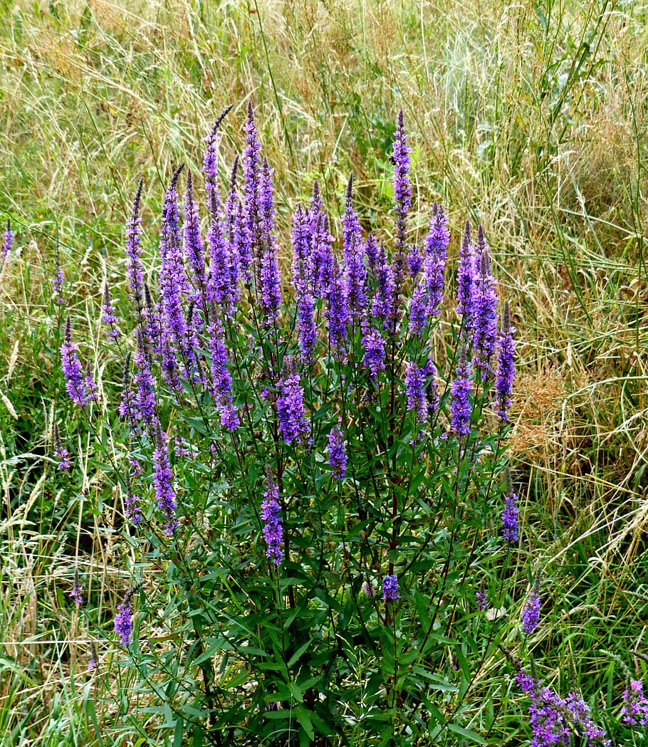 wild sage, purple, grasses, field, flowering plant, flower, plant, growth, beauty in nature, vulnerability