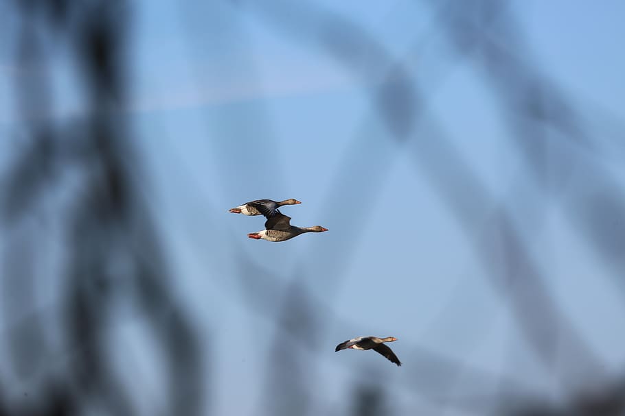 geese, flight, wildfowl, beautiful, animals, feather, poultry, bill, dom, sky