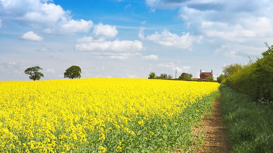 yellow, petaled flowers, agriculture, background, bloom, blossom, crop, farming, field, flower
