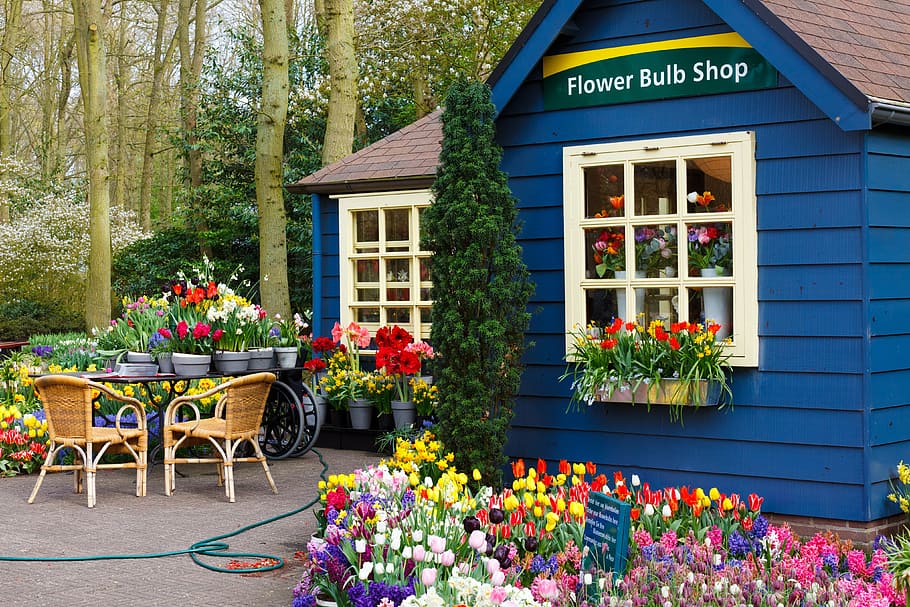 loja de bulbos de flores, arranjo, belo, florescendo, bulbo, lâmpadas, cor, holandês, flora, floral