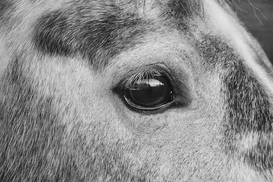 horse, horse eye, photo black white, next to horse, equine, herbivore, domestic animal, eyes, nature, color grey