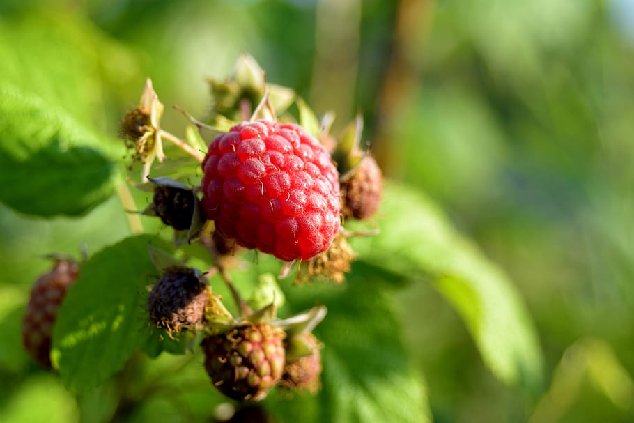 raspberry, berry, garden, berries of a raspberry, summer, closeup, healthy eating, fruit, food and drink, food