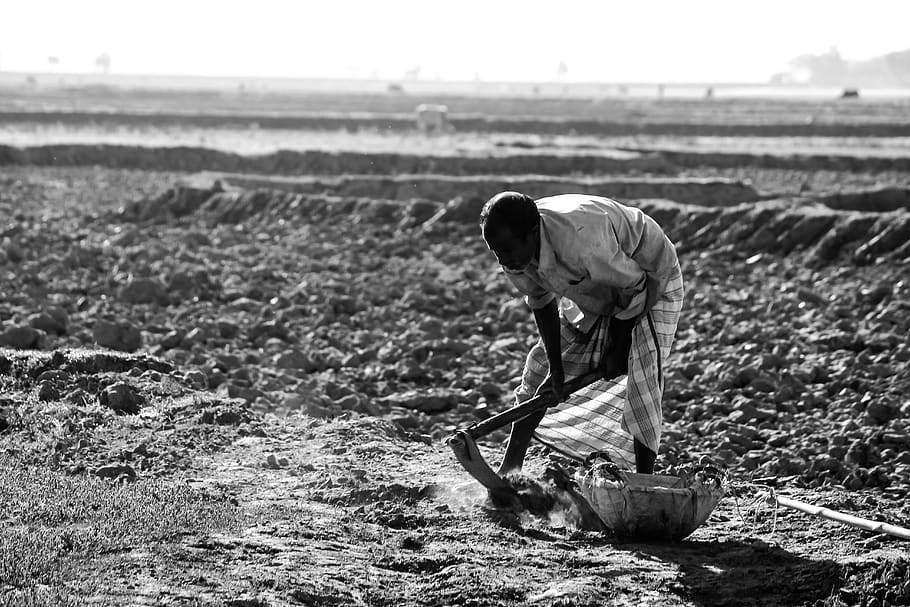 people, adult, monochrome, farming, man, cropland, land, occupation, working, nature