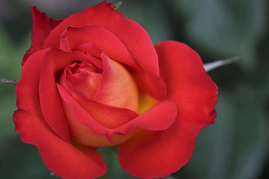 red yellow rose, alinka, colorful, flower, spring, nature, outdoor, flowering plant, vulnerability, fragility