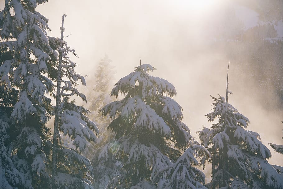 fog, winter, snow, cold, trees, outdoors, cold temperature, mountain, beauty in nature, nature