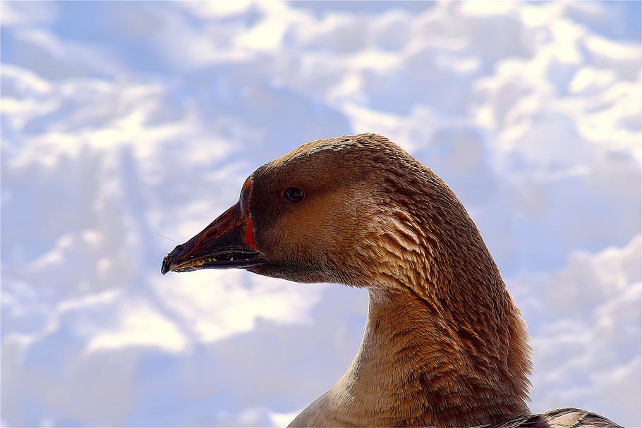 goose, snow, colorful, bright, portrait, close, white, bird, brown, orange
